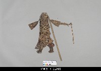 藏品(中國湖北皮影戲偶身)的圖片